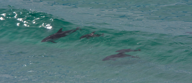 Peales Dolphins In Surf